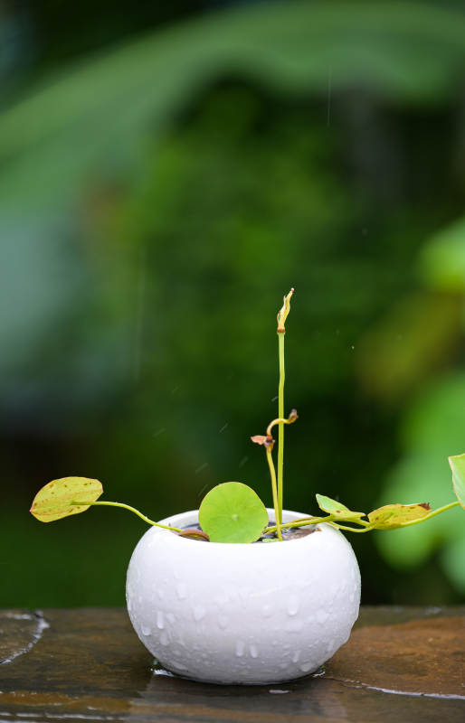 精品碗莲盆栽微景观图片