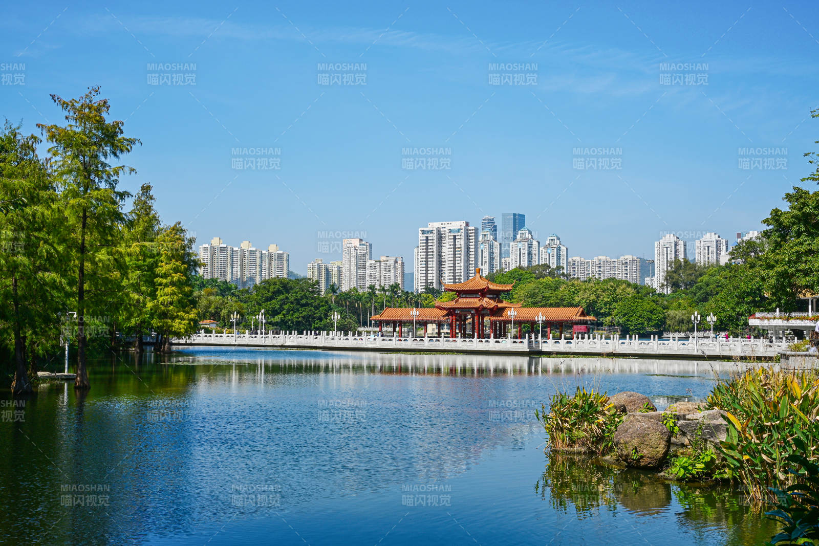 深圳荔枝公园湖畔古亭与现代城市天际线景观图片