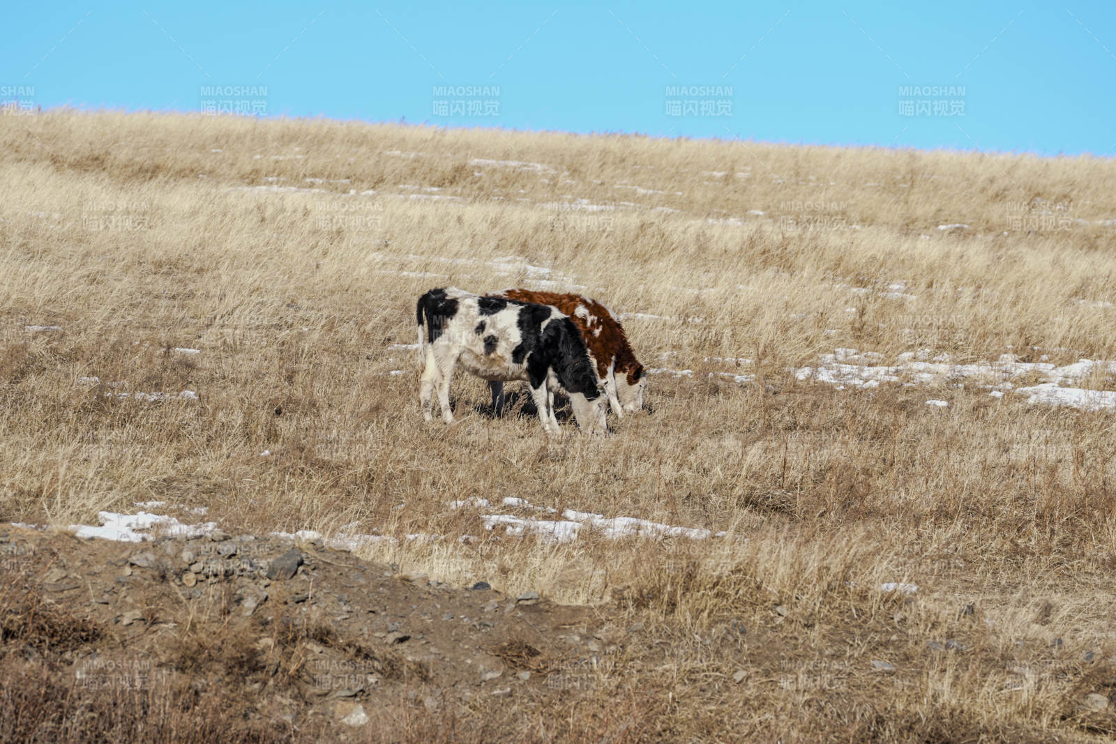 乌兰察布草原上的牛群图片