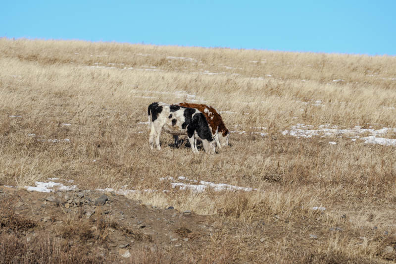 乌兰察布草原上的牛群图片