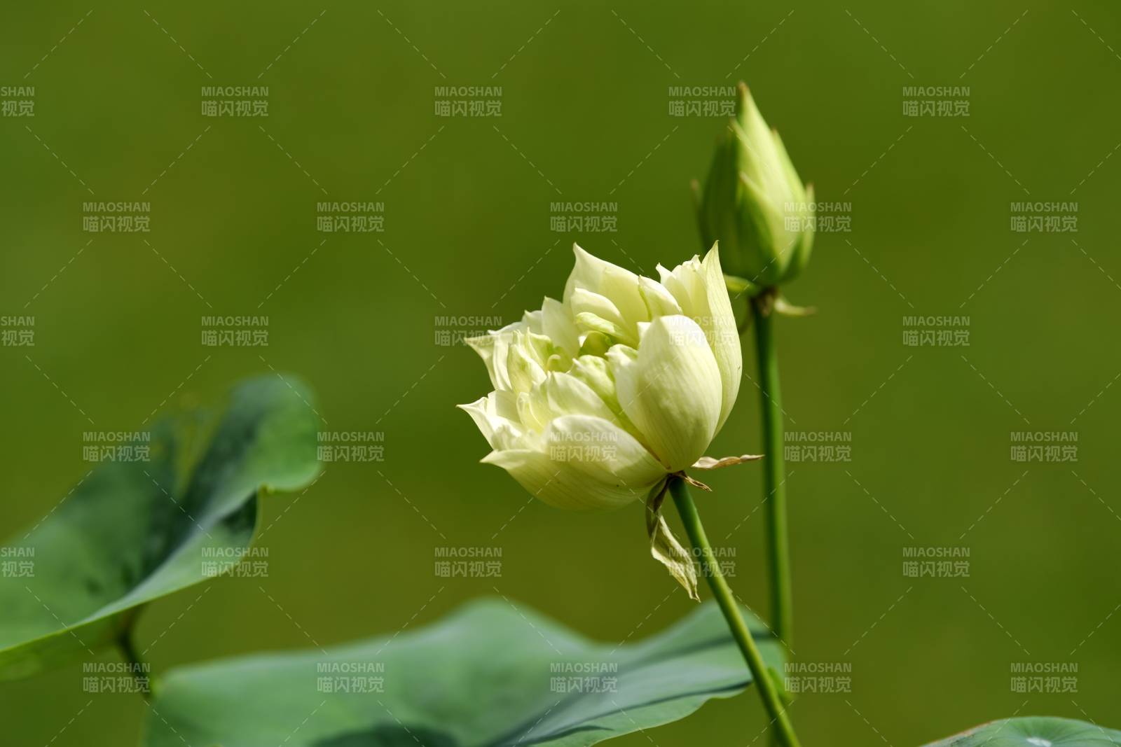 淡黄荷花等待绽放图片