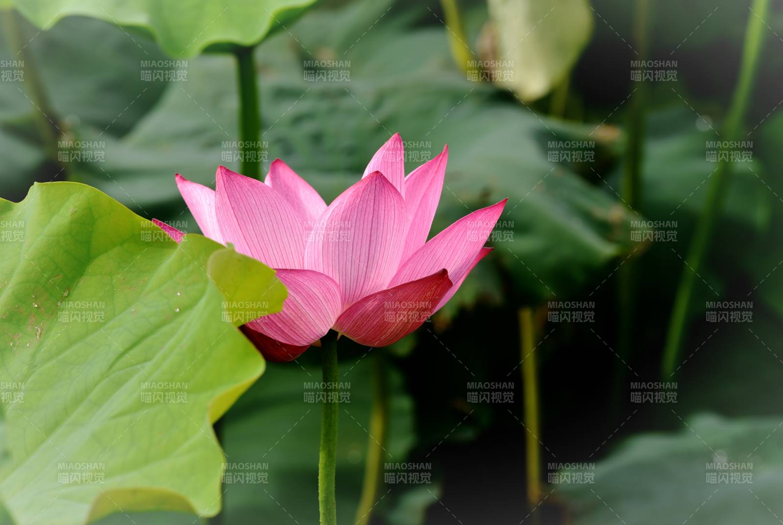 粉莲绽放绿叶间图片