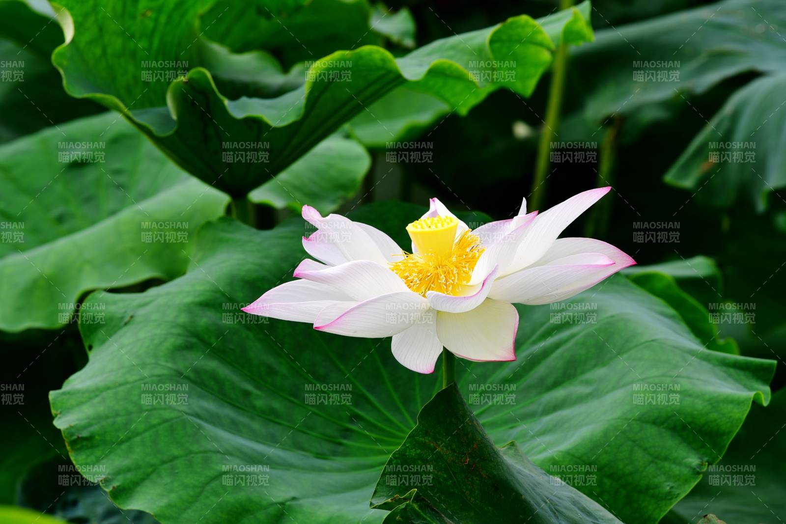 荷花绽放于绿叶间图片