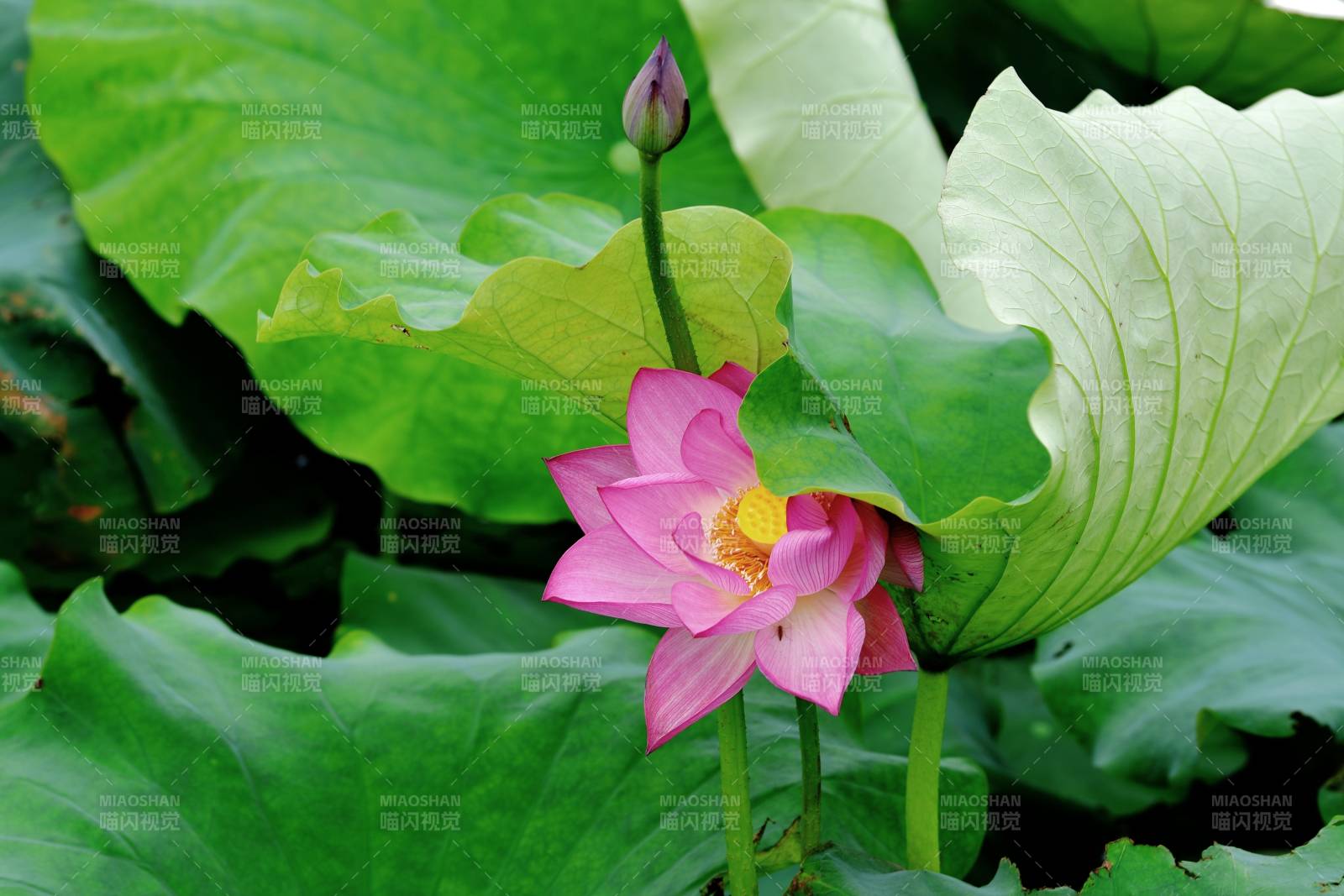 荷花绽放绿叶间图片