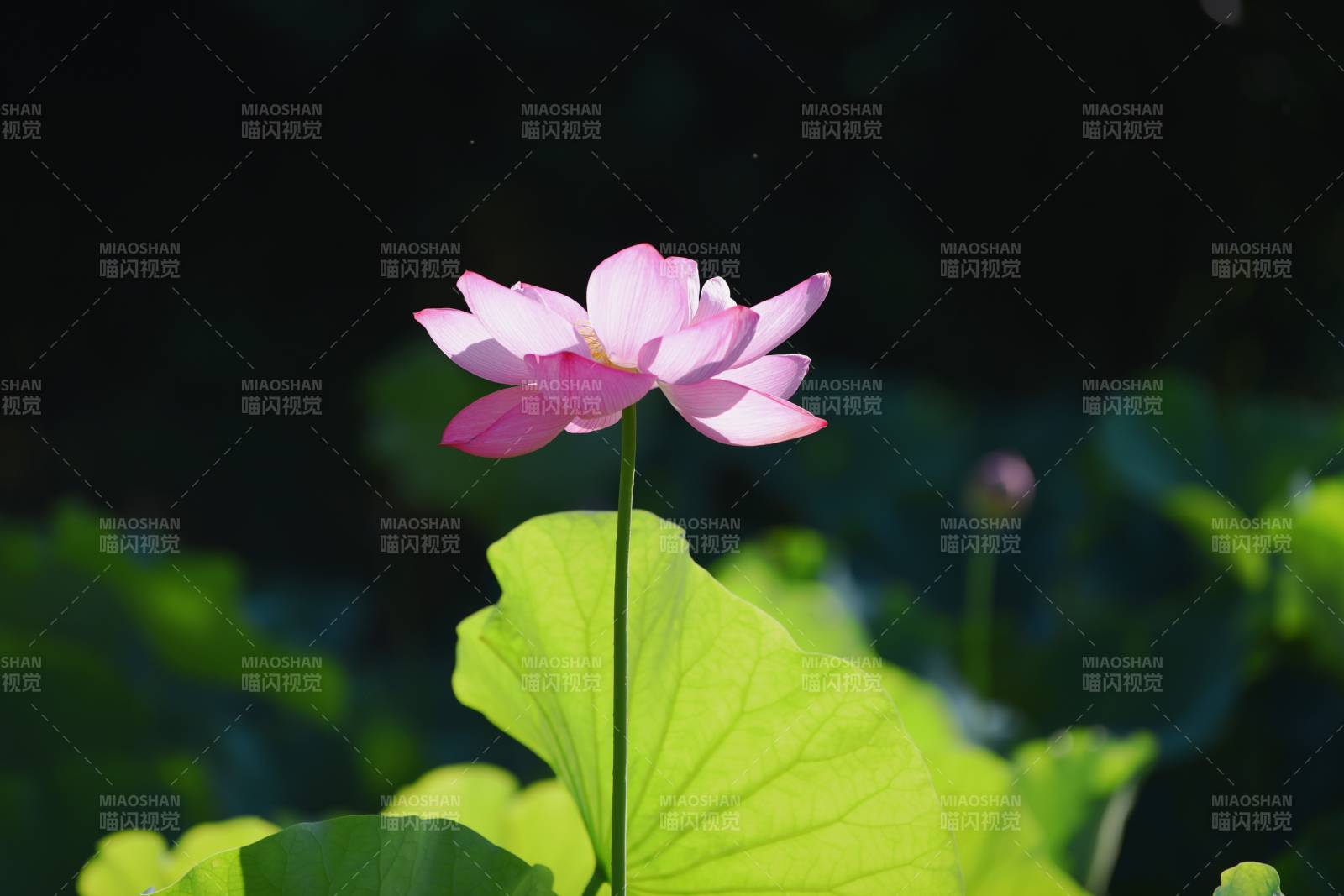 粉莲绽放 绿叶相衬图片