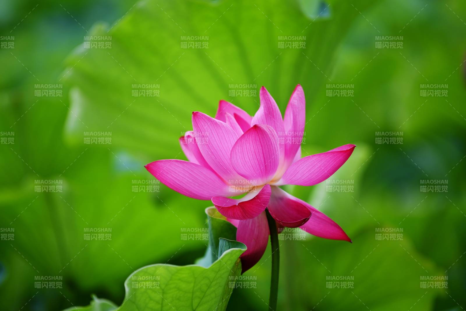 粉莲绽放绿叶间图片