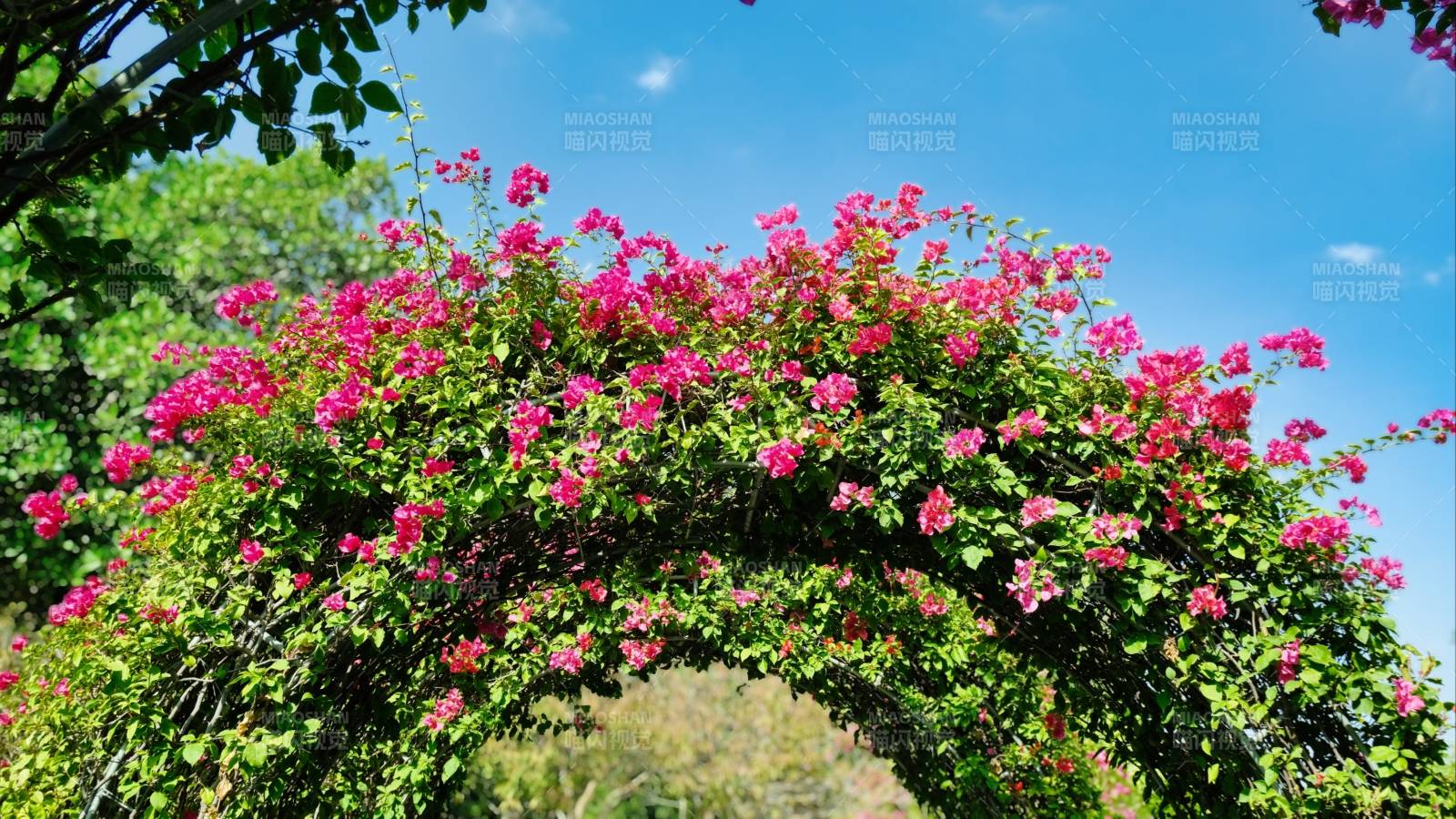 花拱门下的春日美景图片