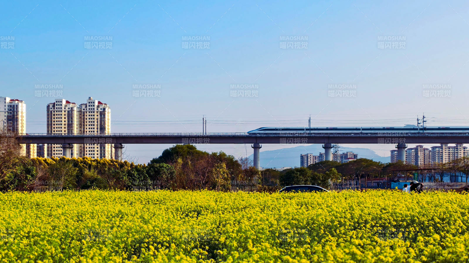 油菜花海与高铁图片