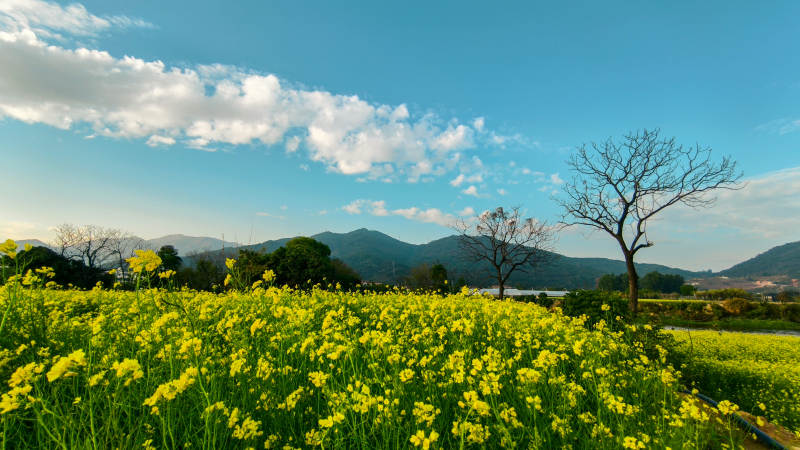 油菜花海春景图片