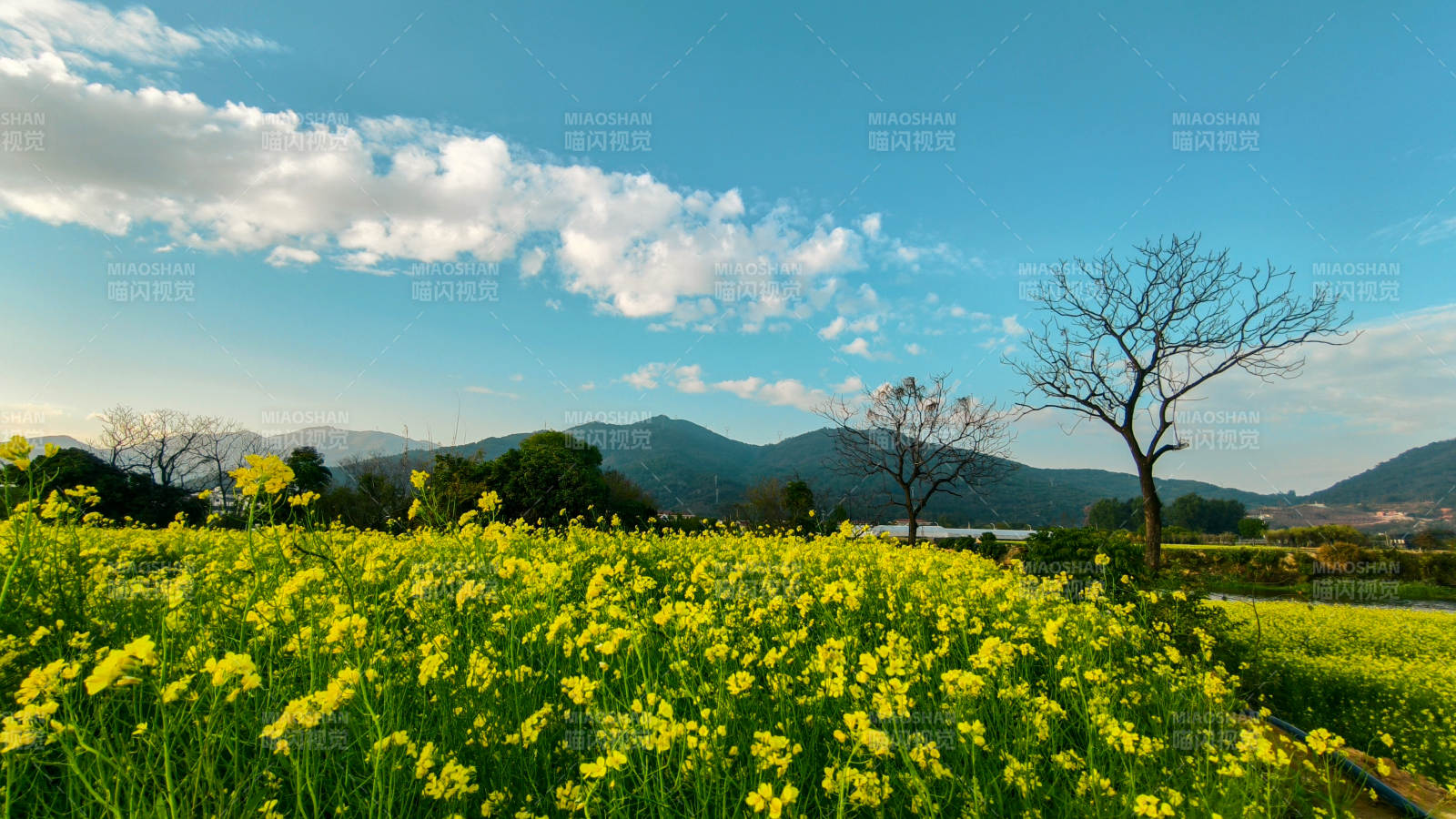 油菜花海春景图片