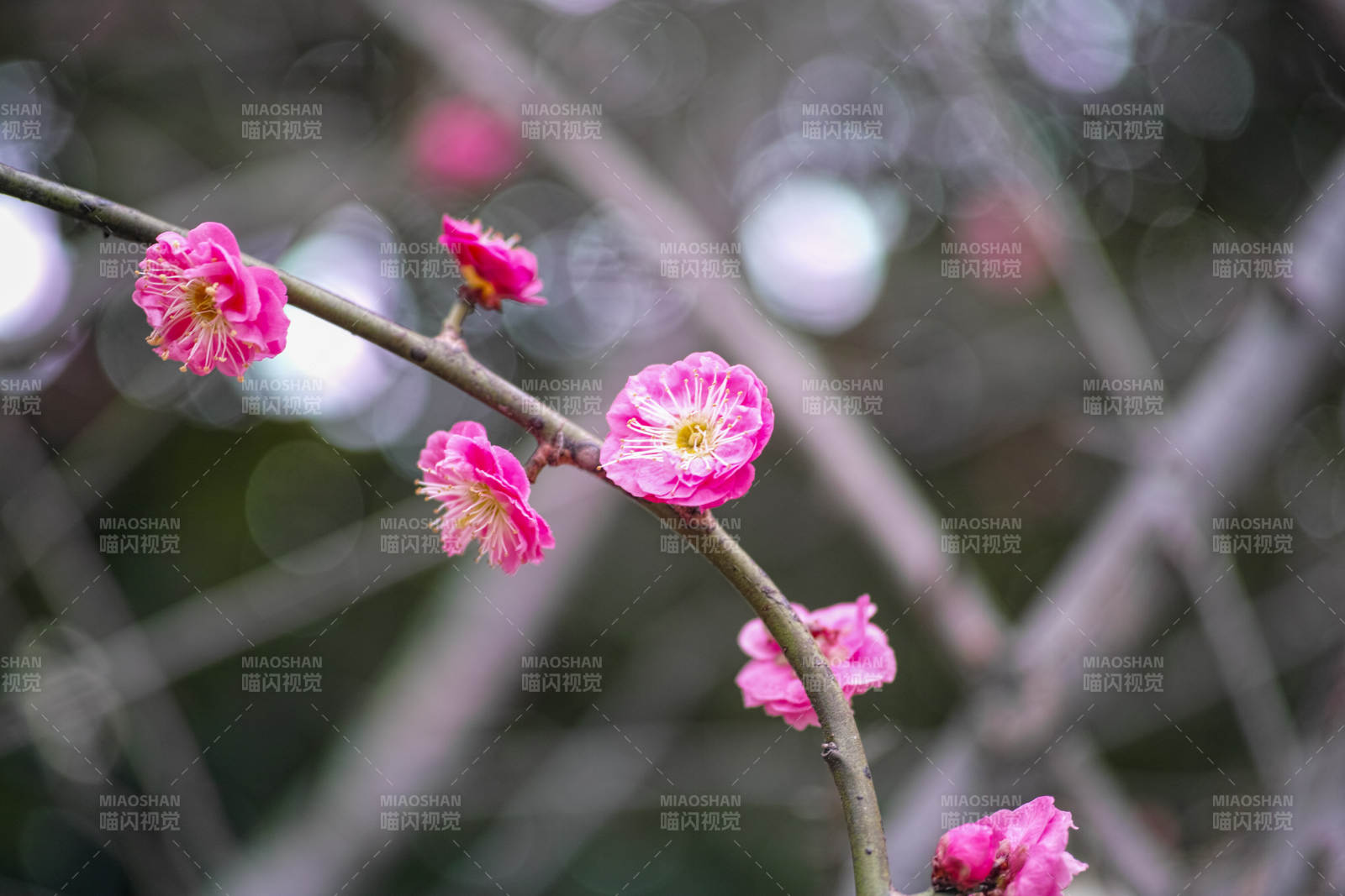 梅花绽放枝头图片