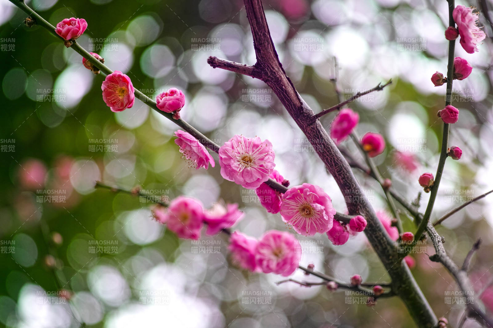 梅花绽放枝头图片