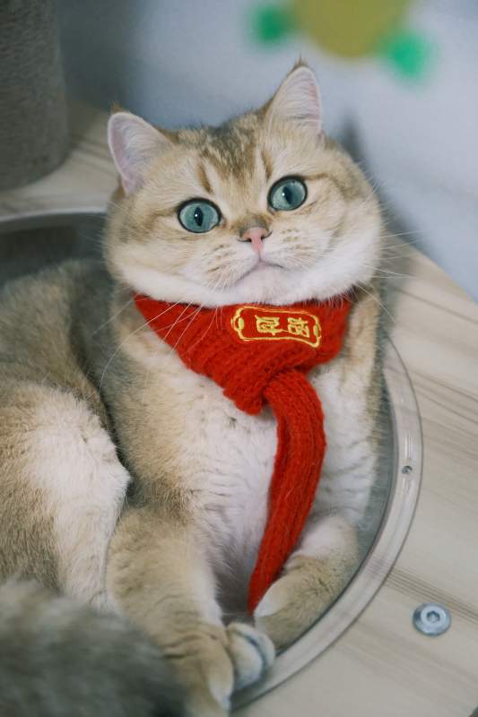 萌猫戴红围巾图片