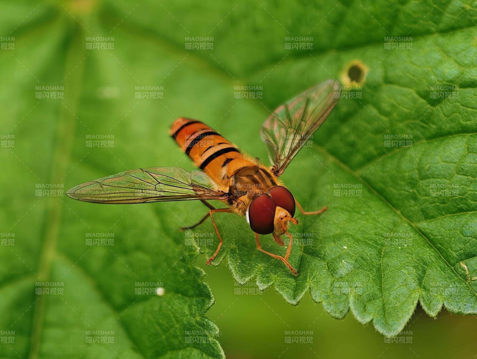 食蚜蝇栖息绿叶图片