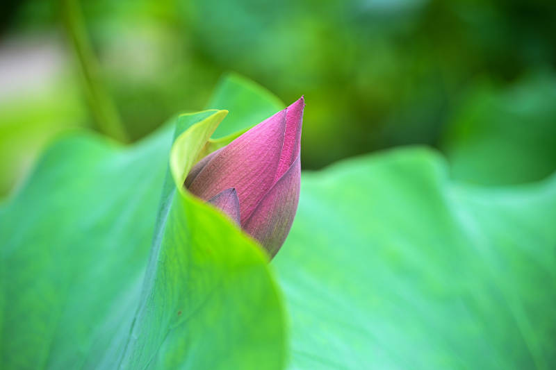绿叶映衬下的粉色荷花花苞特写图片