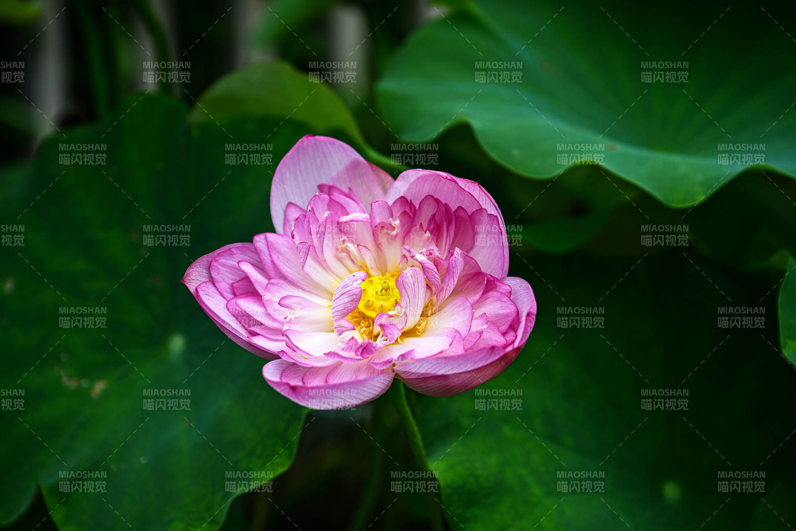 盛开的粉色荷花与荷叶特写图片