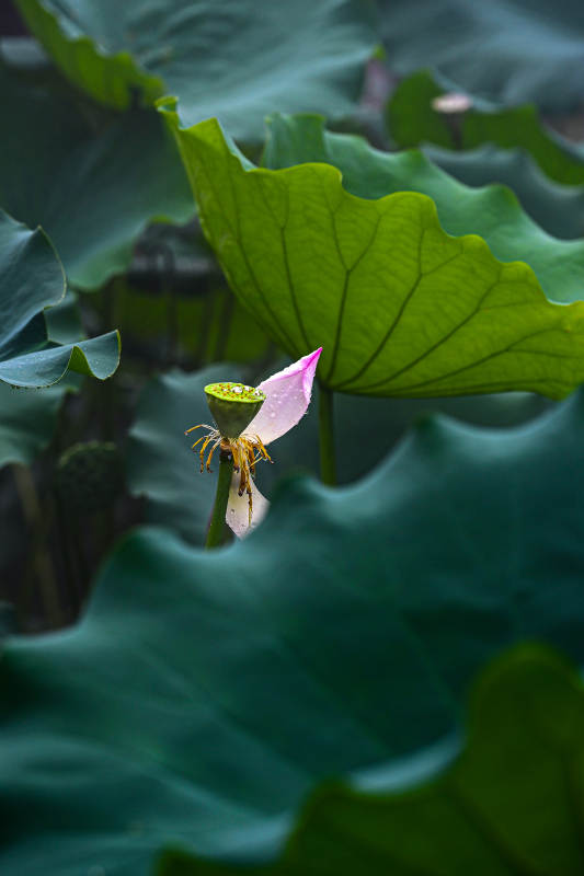 雨后阳光下荷塘中盛开的荷花与荷叶景观图片