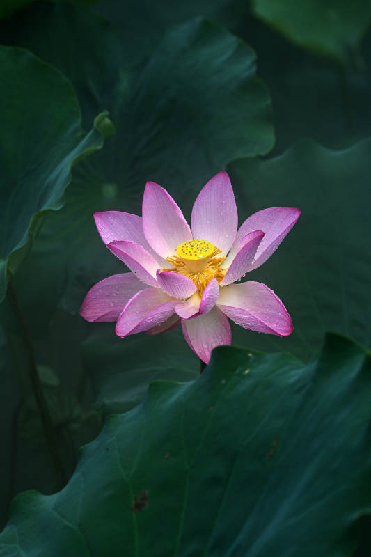 雨中盛开的粉色荷花特写图片