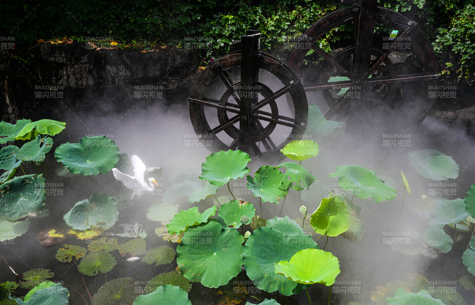 水雾朦胧的荷塘里水车白鹭荷叶荷花景观图片