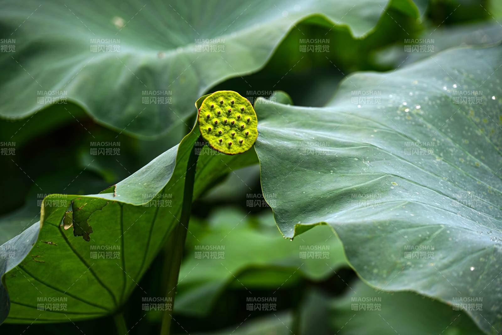 光影下的荷叶与莲蓬特写图片