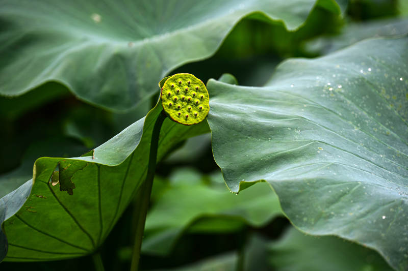 光影下的荷叶与莲蓬特写图片