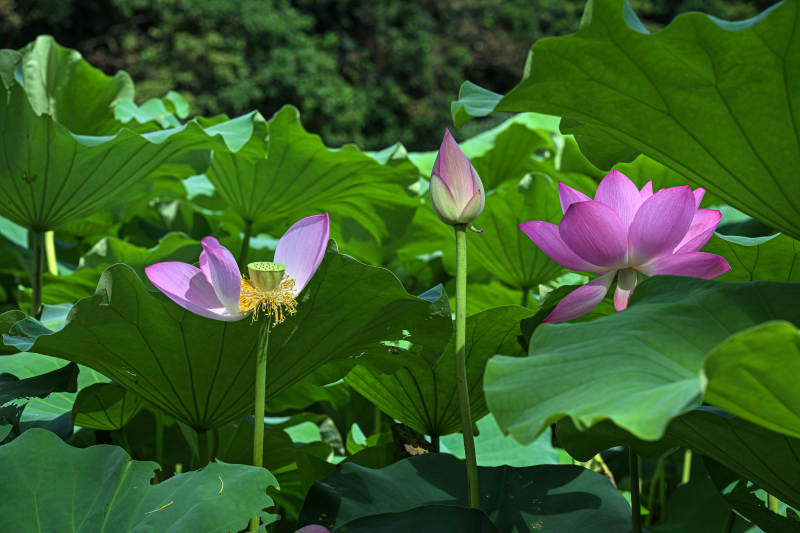 盛开的粉色荷花与荷叶景观图片