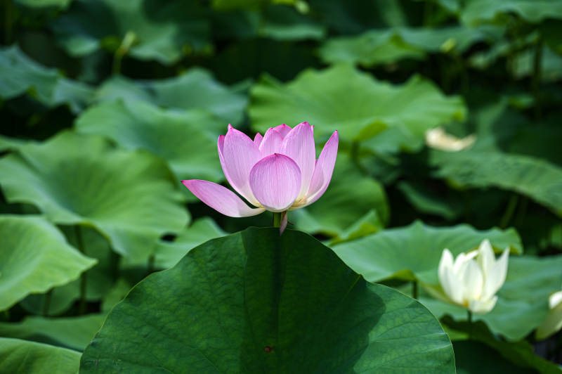 阳光下盛开的粉色荷花特写图片