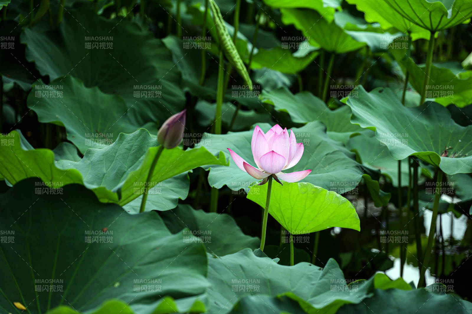阳光下盛开的粉色荷花特写图片