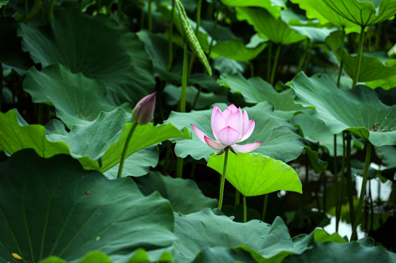 阳光下盛开的粉色荷花特写图片