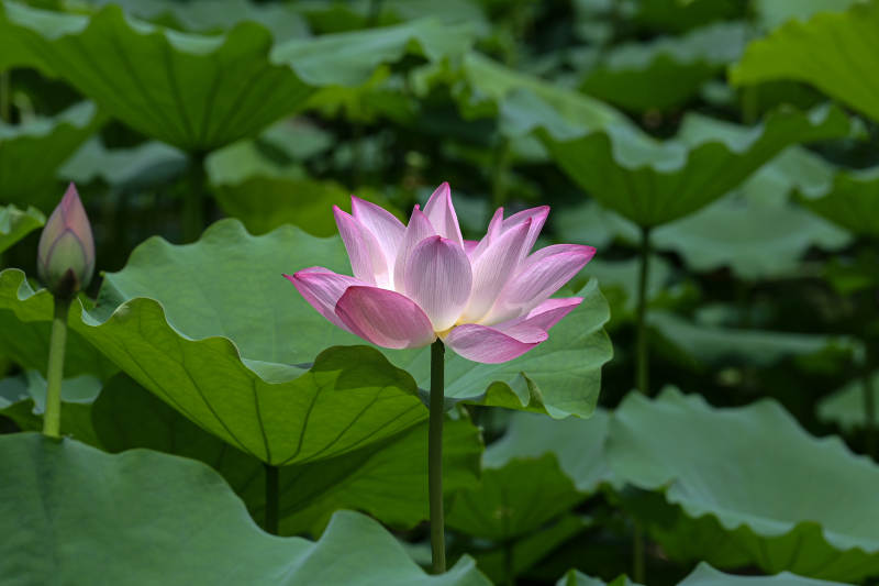 阳光下荷塘里盛开的荷花图片