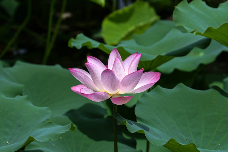 阳光下荷塘里盛开的荷花图片