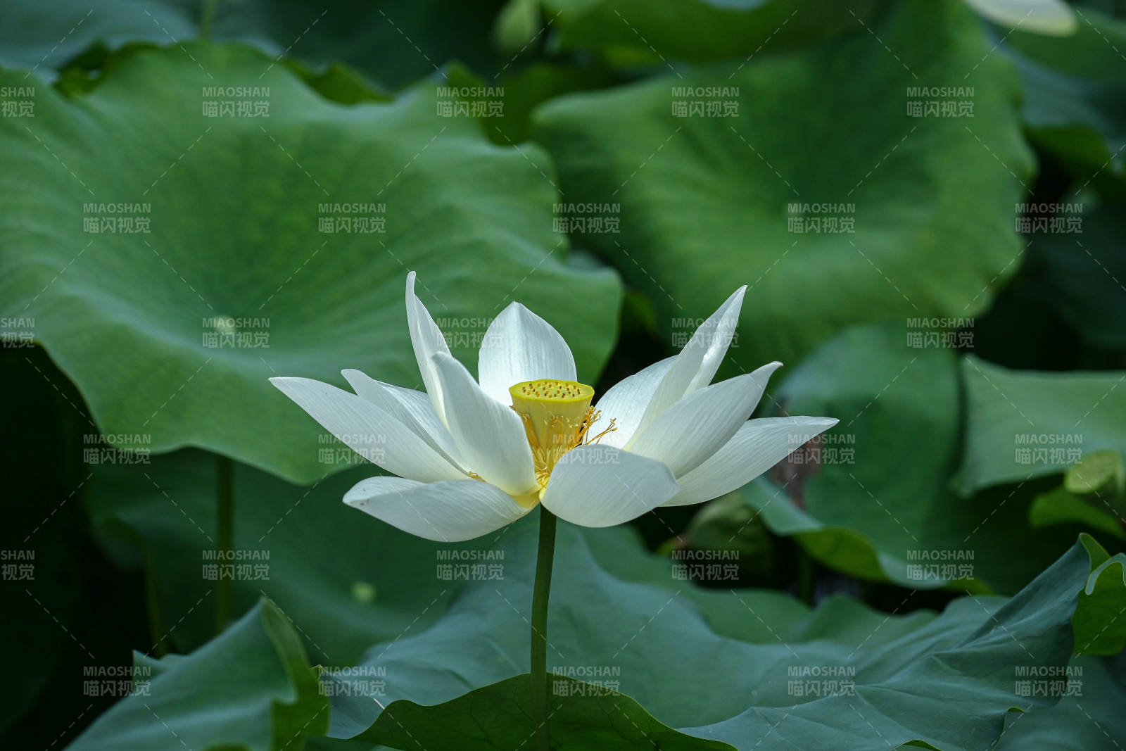 阳光下盛开的白色荷花与荷叶特写图片