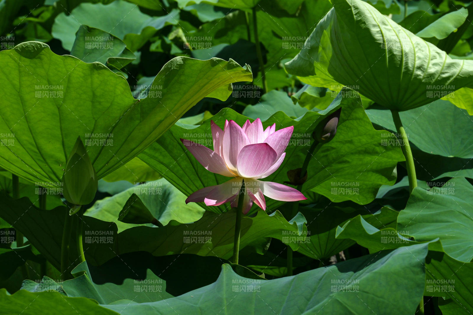 光影下盛开的粉色荷花与荷叶特写图片