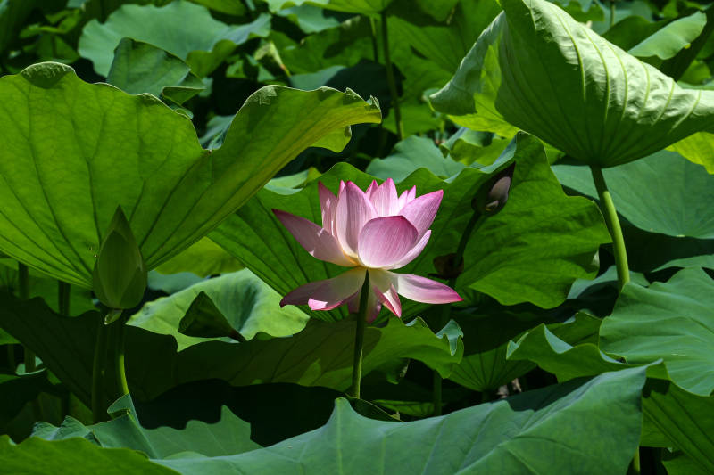 光影下盛开的粉色荷花与荷叶特写图片
