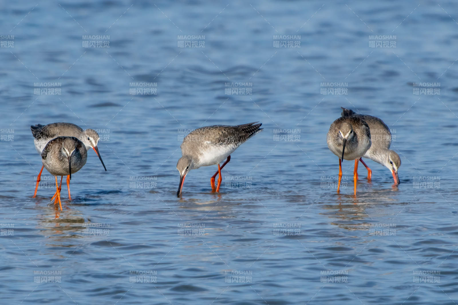 红脚鹬觅食图图片