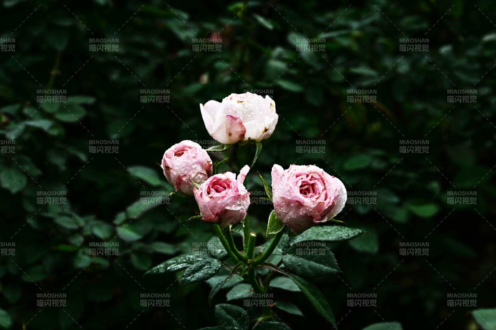 雨后娇艳欲滴的粉色玫瑰花盛开图片