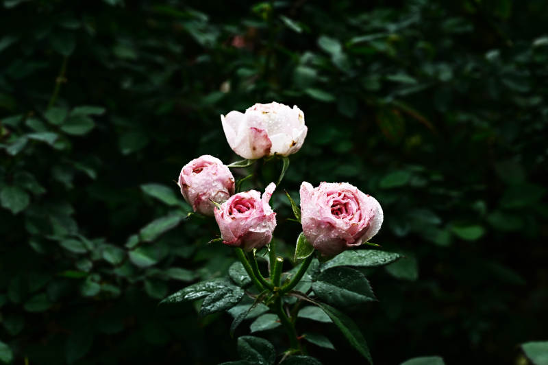 雨后娇艳欲滴的粉色玫瑰花盛开图片