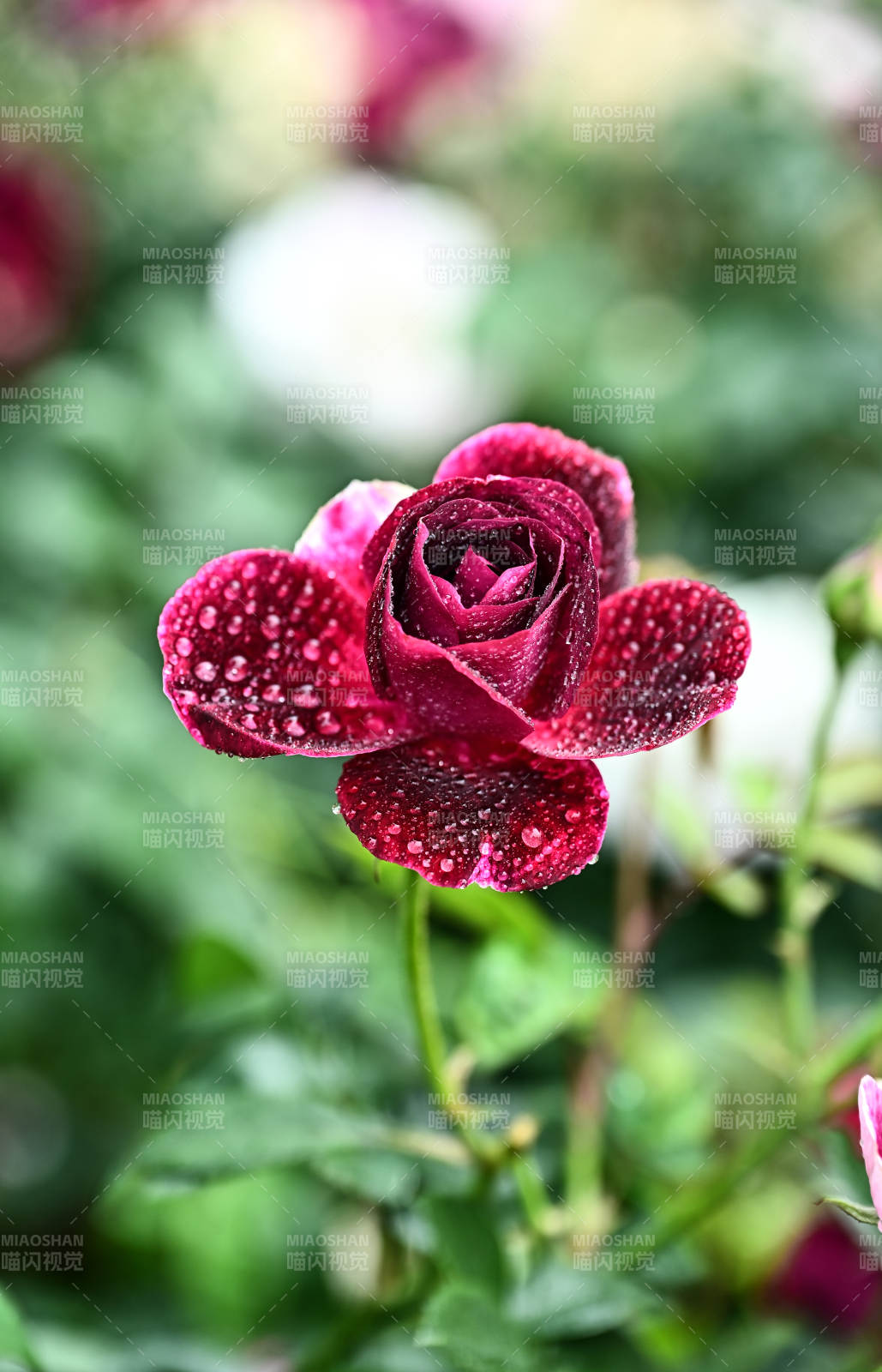 雨后娇艳欲滴的暗红玫瑰花盛开图片