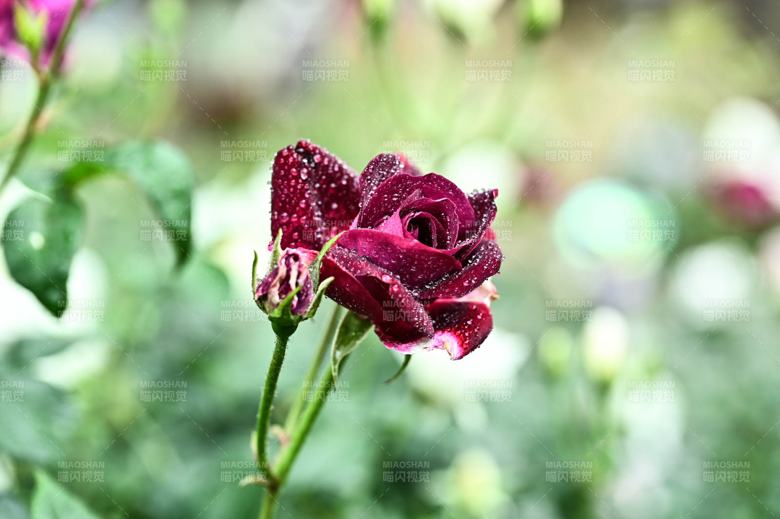 雨后娇艳欲滴的暗红玫瑰花盛开图片