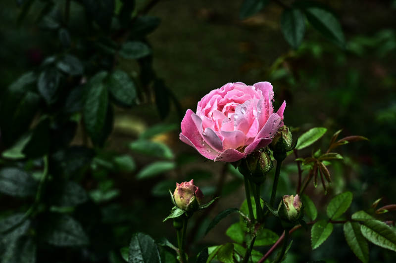 雨后娇艳欲滴的粉色玫瑰花盛开图片