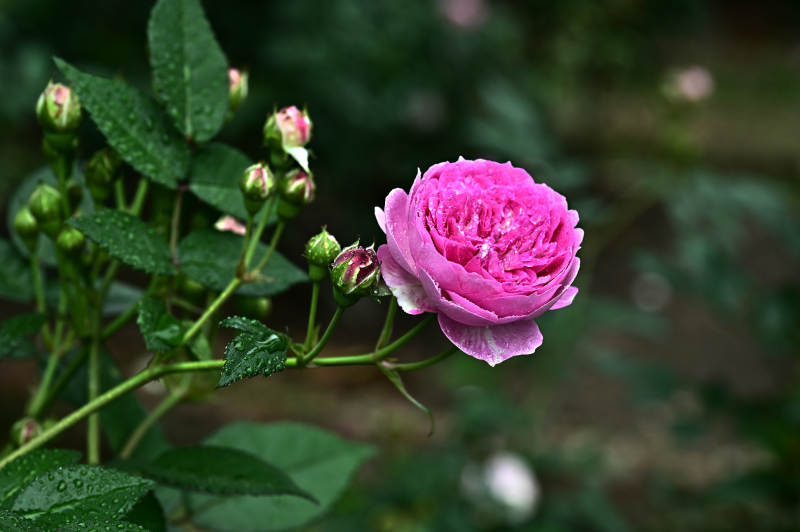 雨后娇艳欲滴的粉色玫瑰花盛开图片