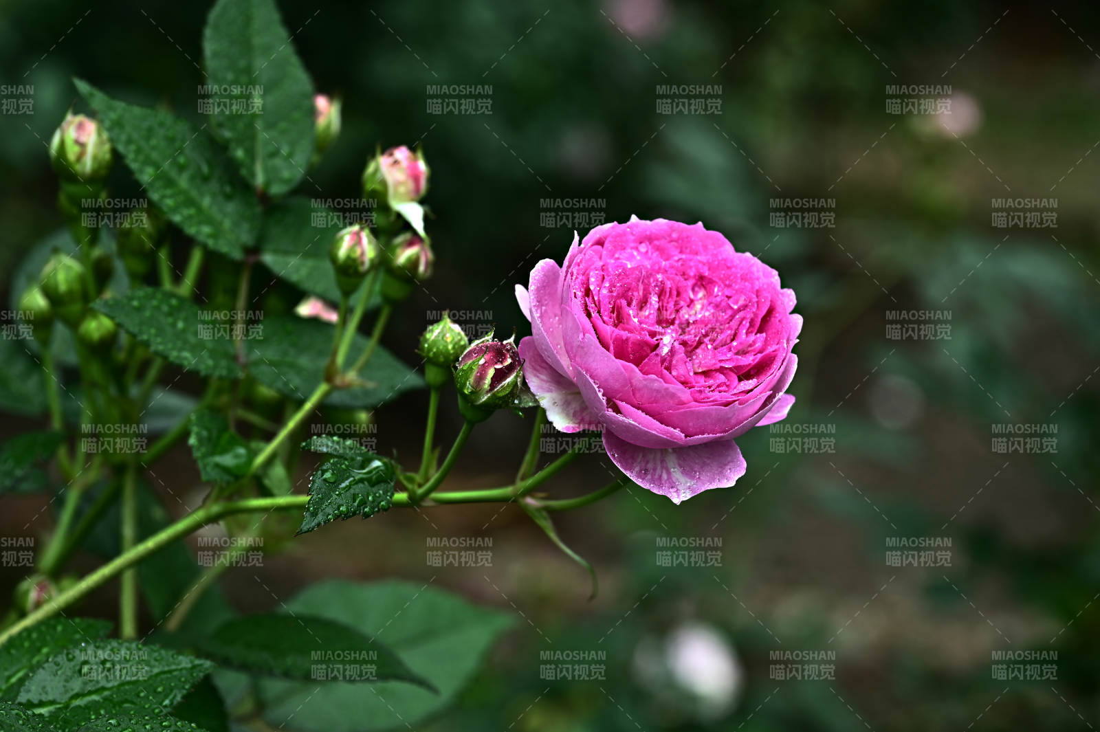 雨后娇艳欲滴的粉色玫瑰花盛开图片
