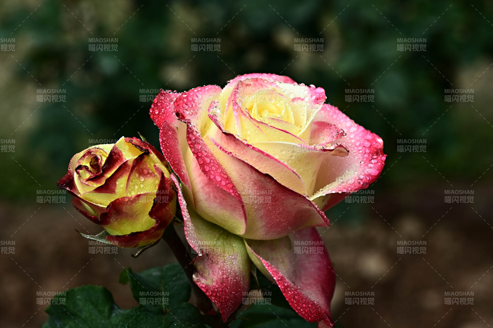 阳光下盛开的双色玫瑰特写图片