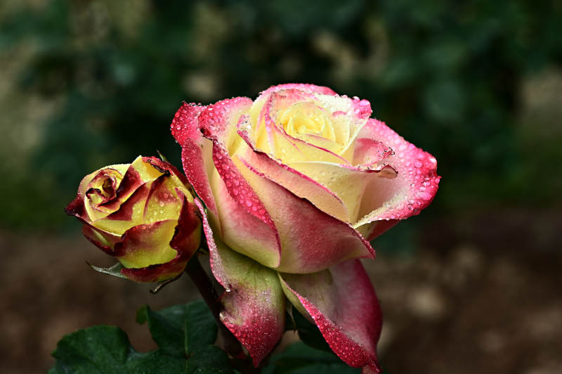 阳光下盛开的双色玫瑰特写图片