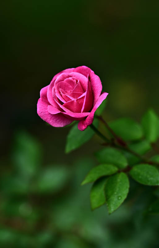 粉色玫瑰花清新绽放特写图片