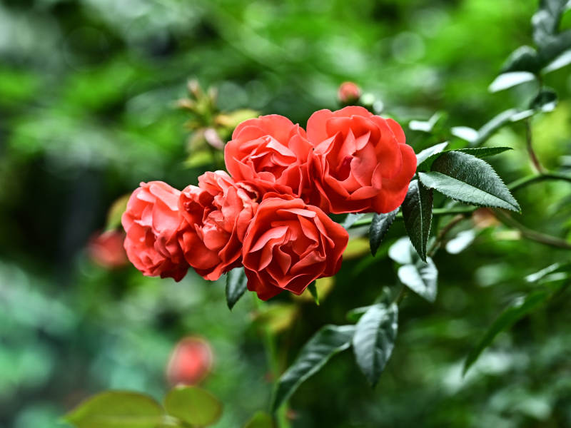 阳光下盛开的红蔷薇图片