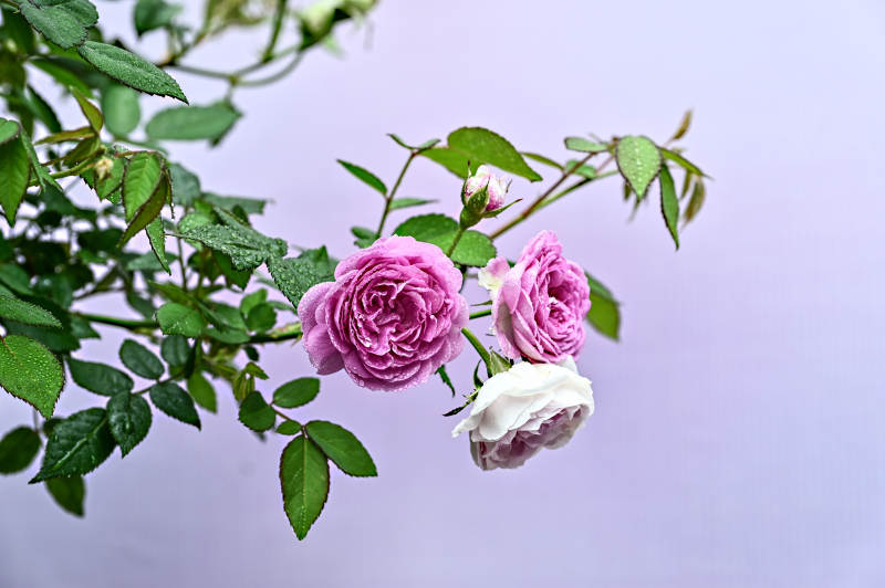 雨后娇艳欲滴的粉色玫瑰花盛开图片