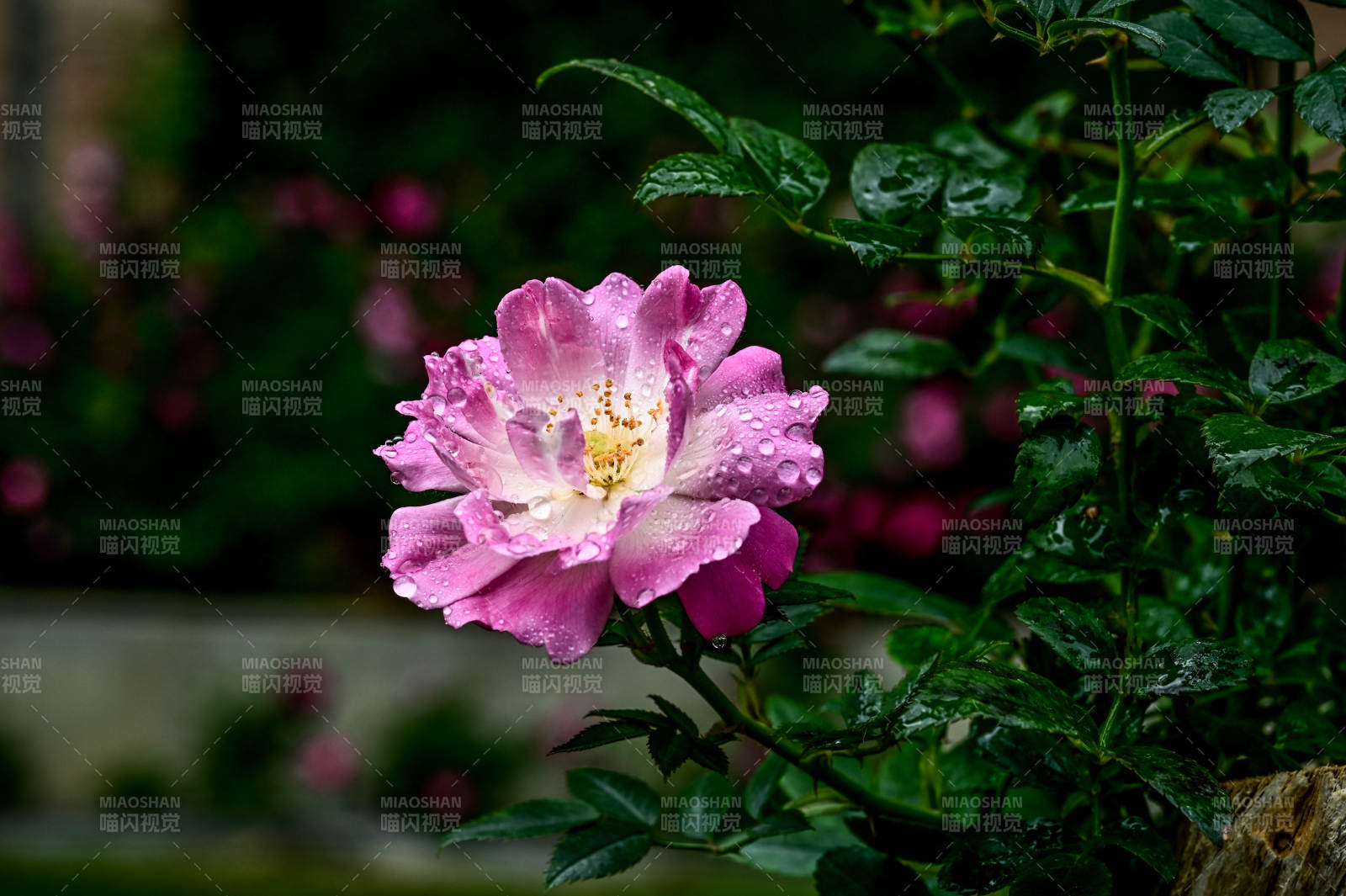 雨后老桩上的粉色玫瑰花盛开图片