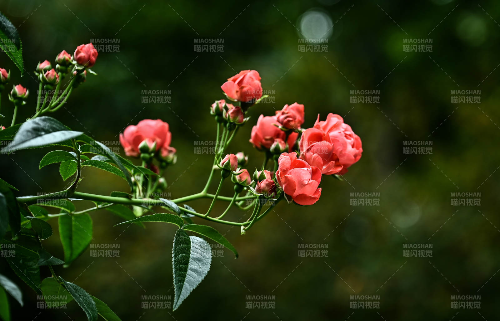 阳光下红色玫瑰花盛开图片