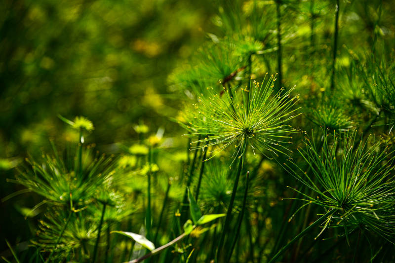 绿意盎然的草丛图片
